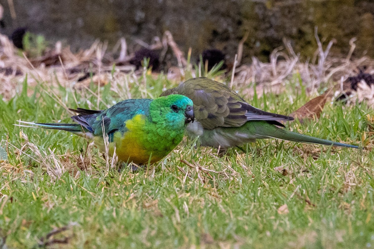 Red-rumped Parrot - ML540386571