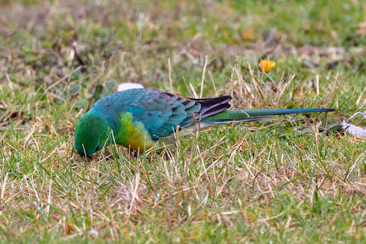 Red-rumped Parrot - ML540386591