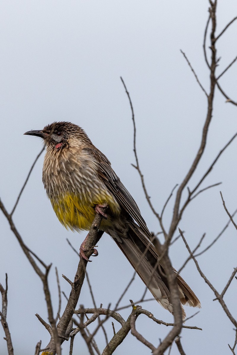 Red Wattlebird - ML540386671