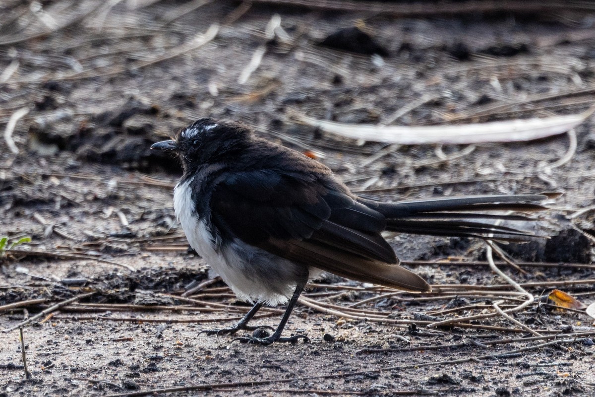 Willie-wagtail - ML540387011