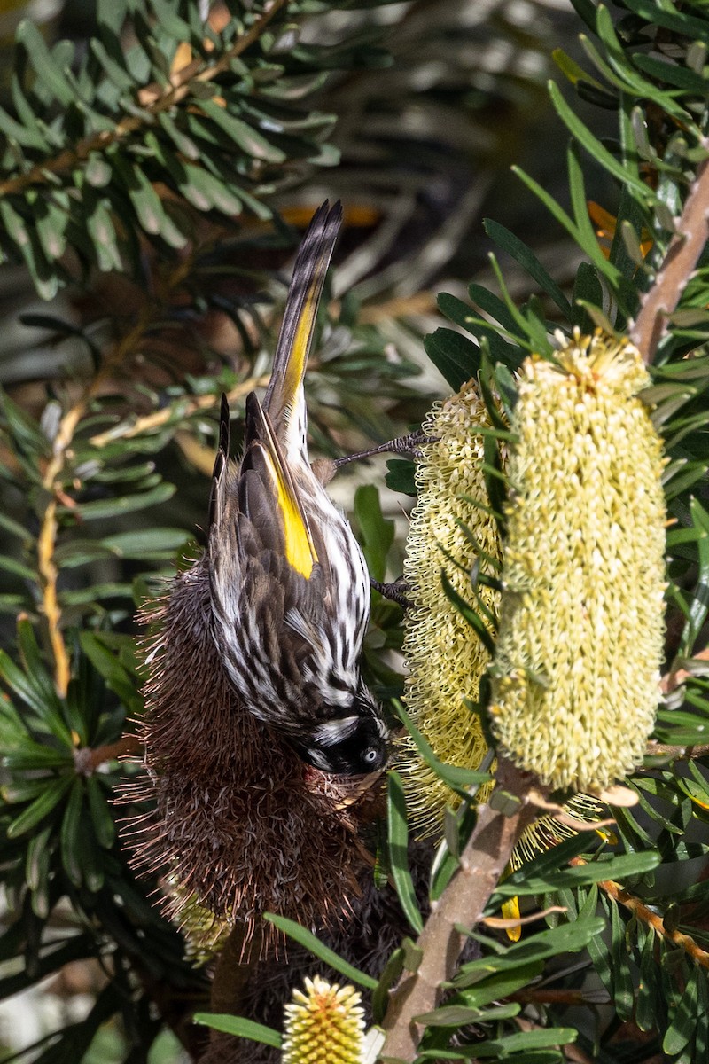 New Holland Honeyeater - ML540387031