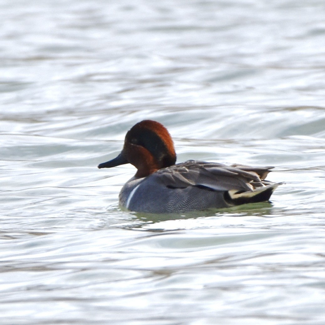 Çamurcun - ML540387191