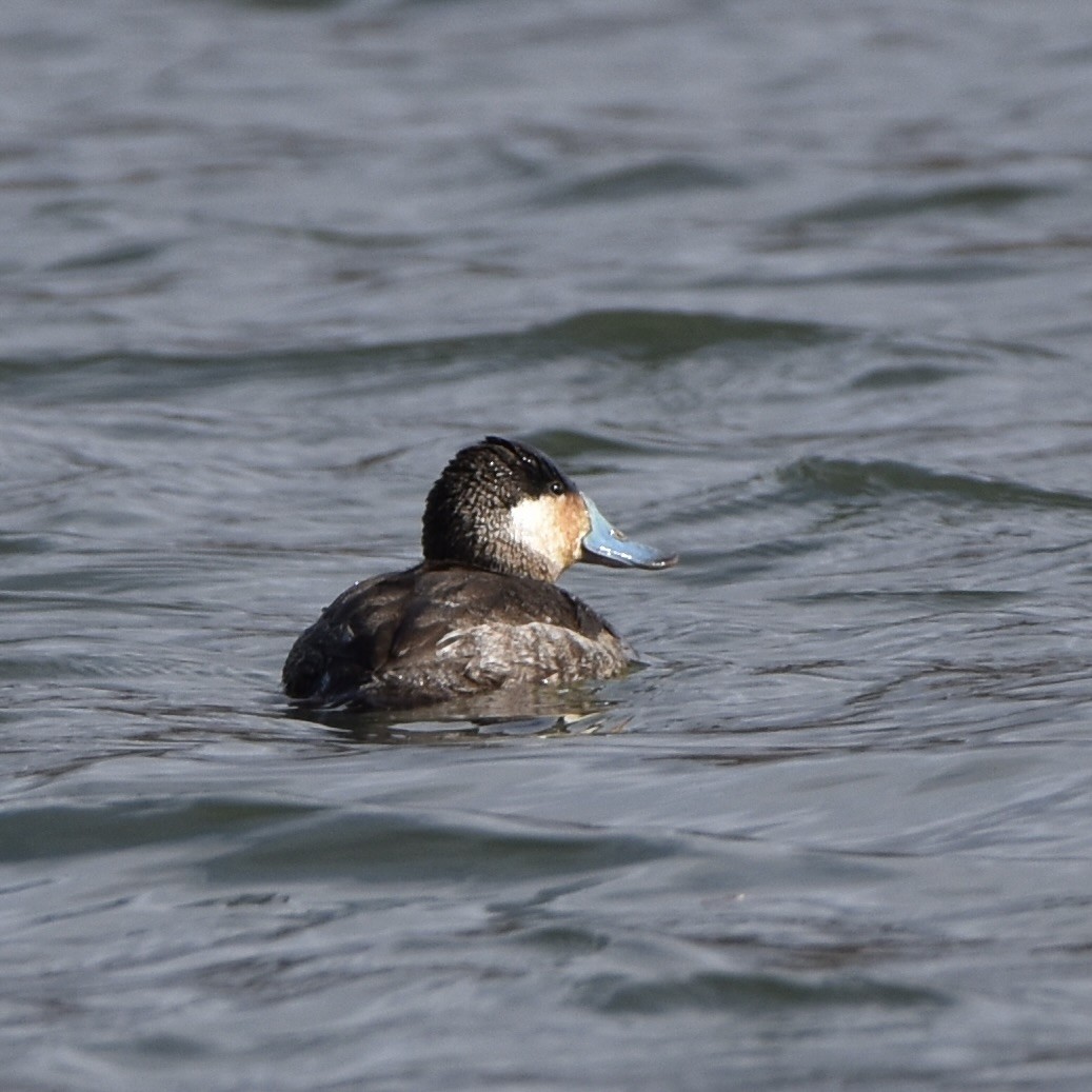 Amerika Dikkuyruğu - ML540387231