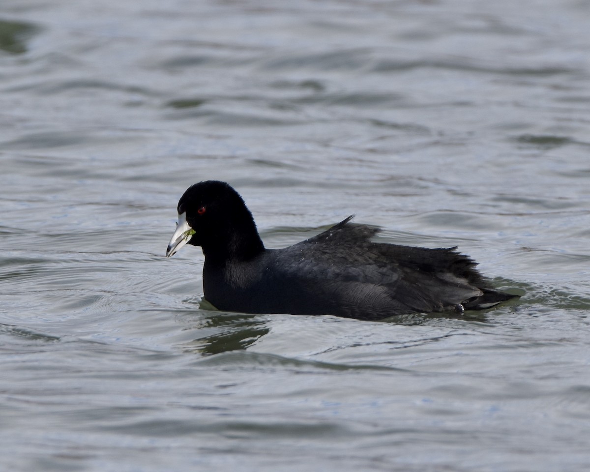 Amerika Mekesi - ML540387291