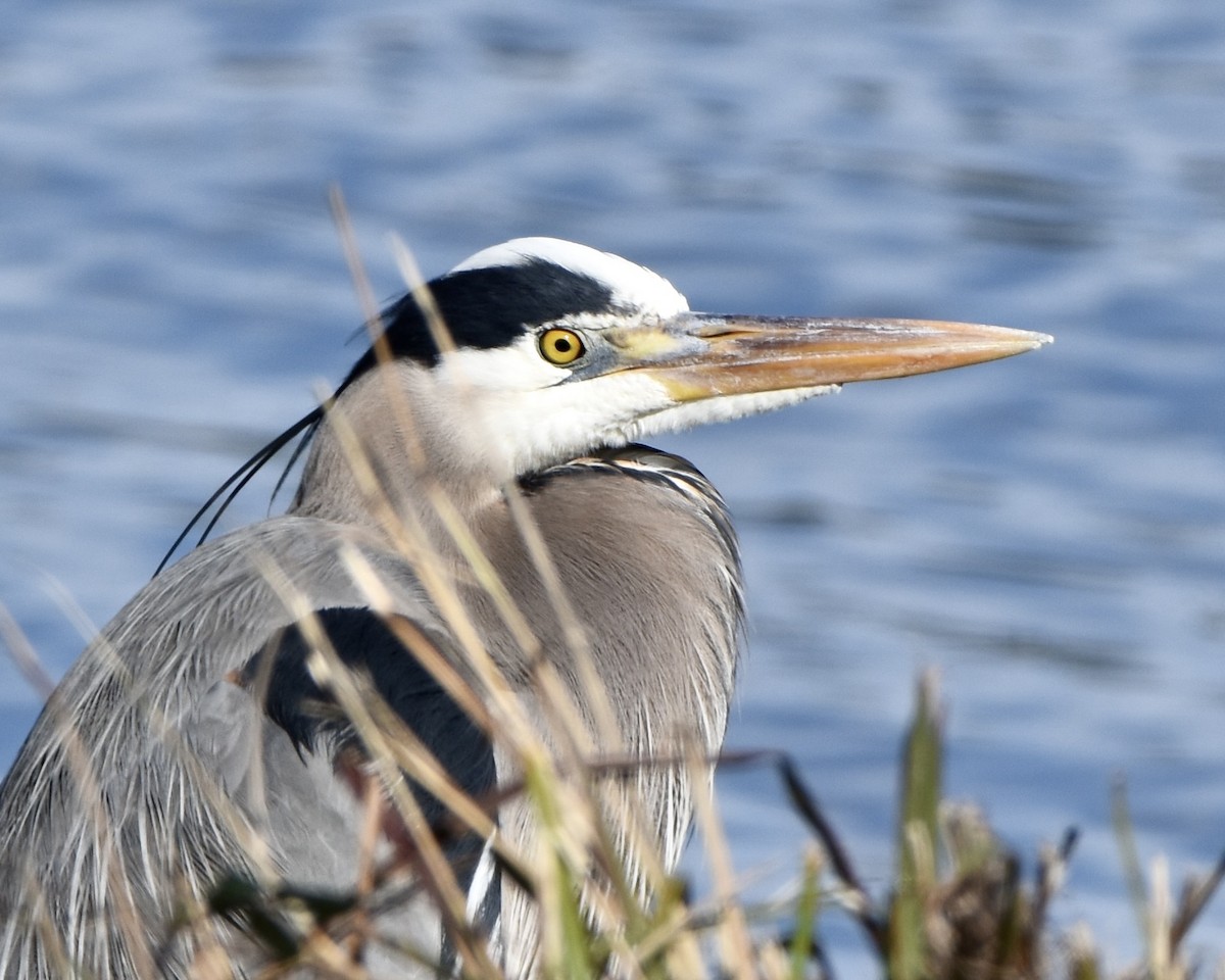 Amerika Gri Balıkçılı - ML540387681