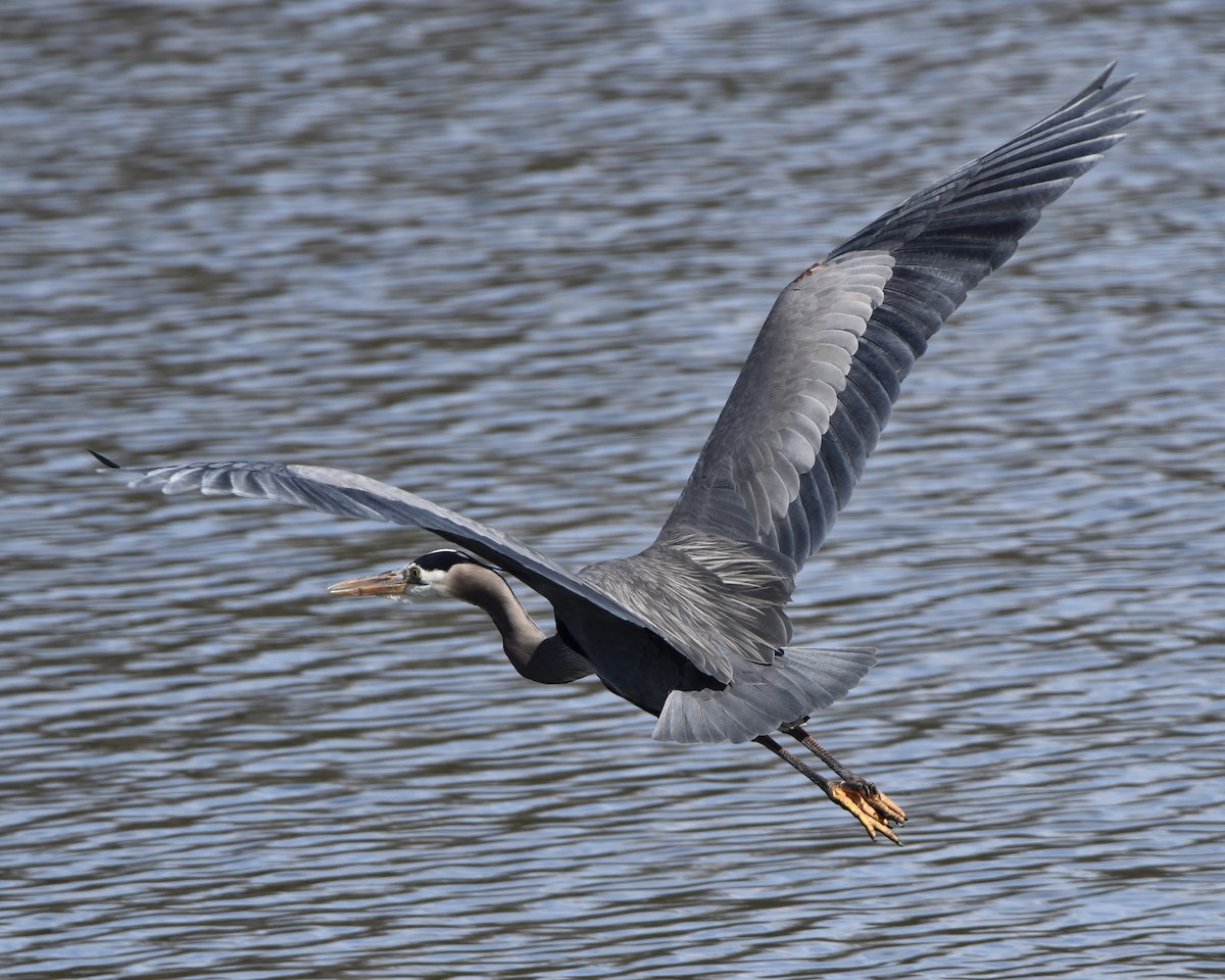 Amerika Gri Balıkçılı - ML540387691