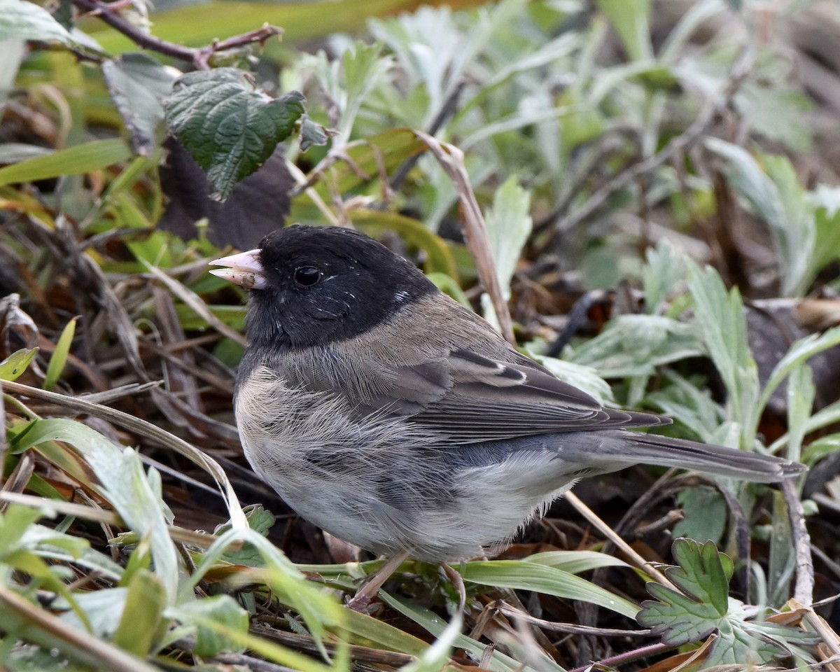 Kara Gözlü Junko - ML540387761