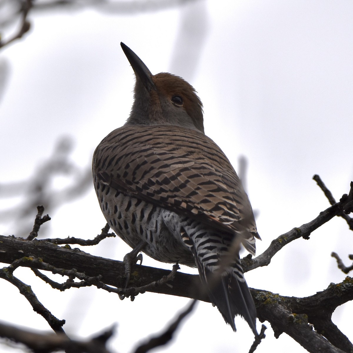 Altın Ağaçkakan - ML540387831