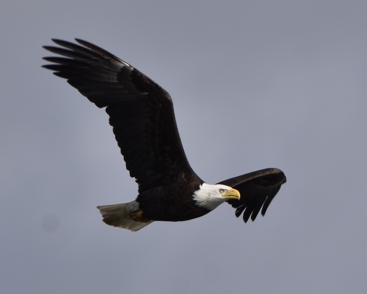 Ak Başlı Kartal - ML540387851