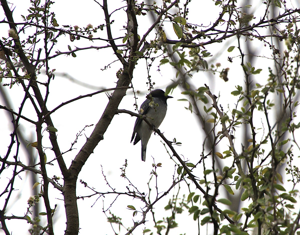 Black-headed Cuckooshrike - ML540389141