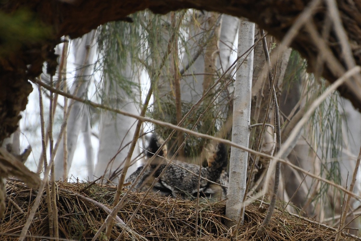 Great Horned Owl - ML540389251