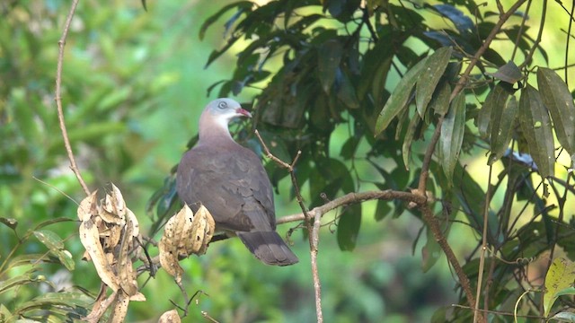 Mountain Imperial-Pigeon - ML540389271