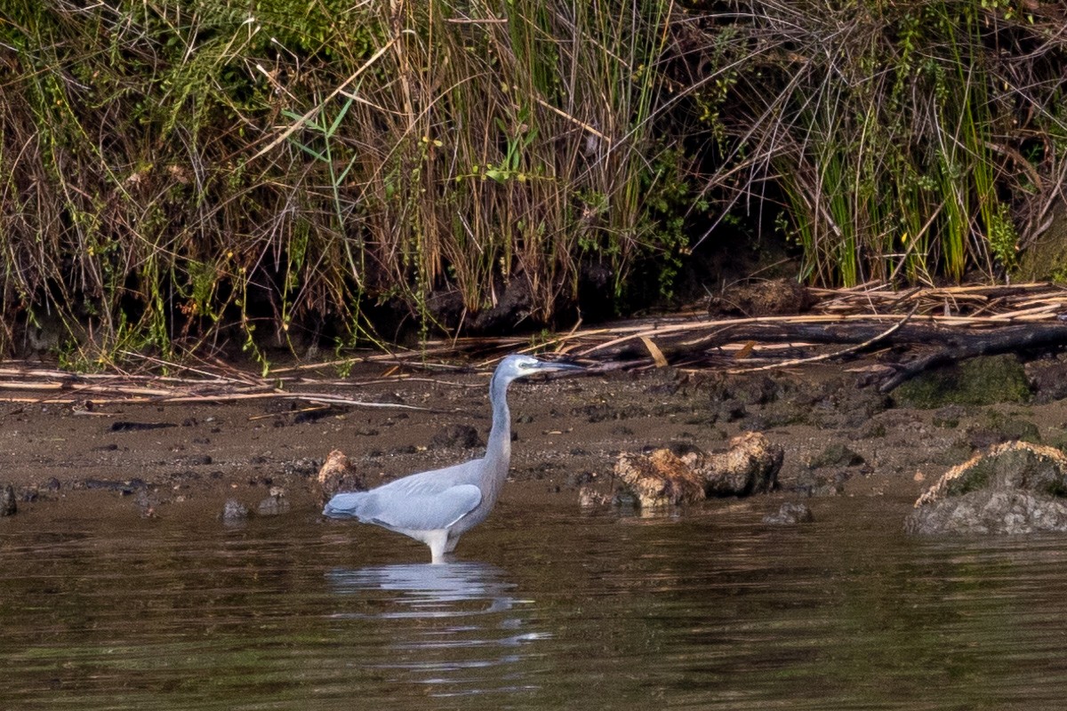 White-faced Heron - ML540389611