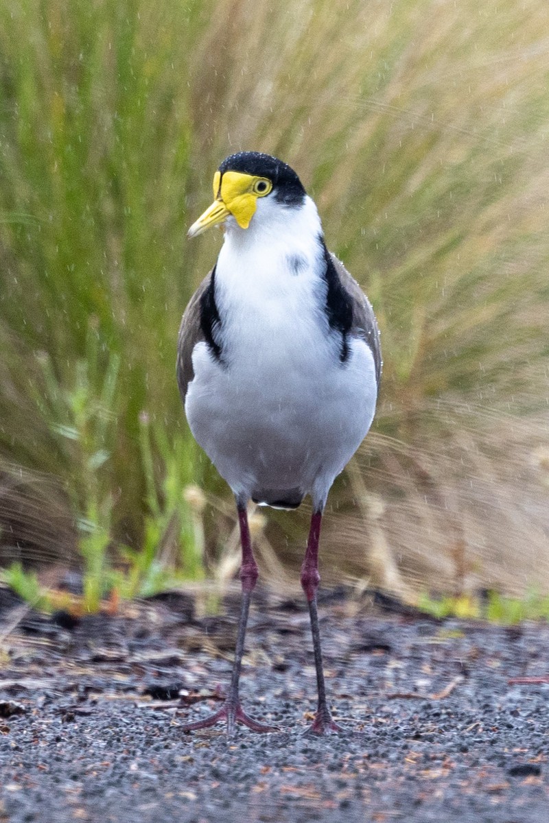 Masked Lapwing - ML540389691