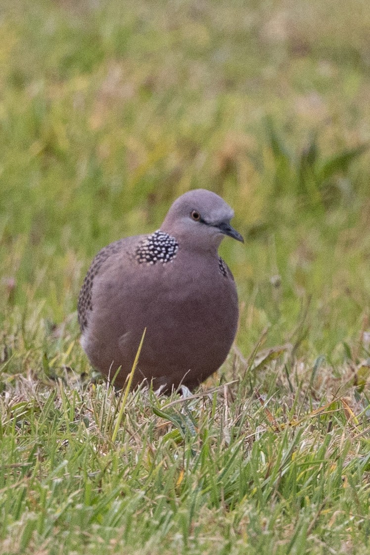 Spotted Dove - ML540389731
