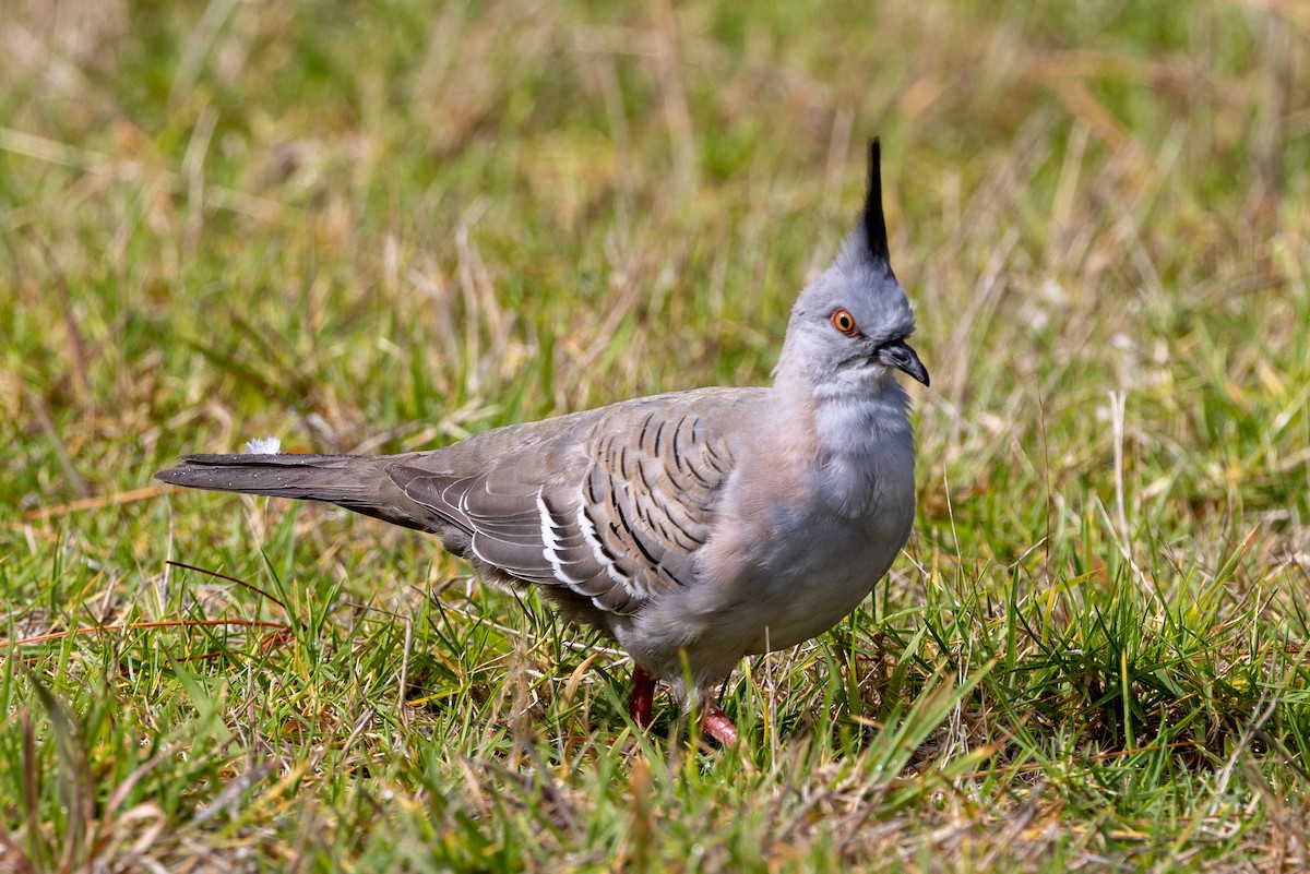 Crested Pigeon - ML540389741