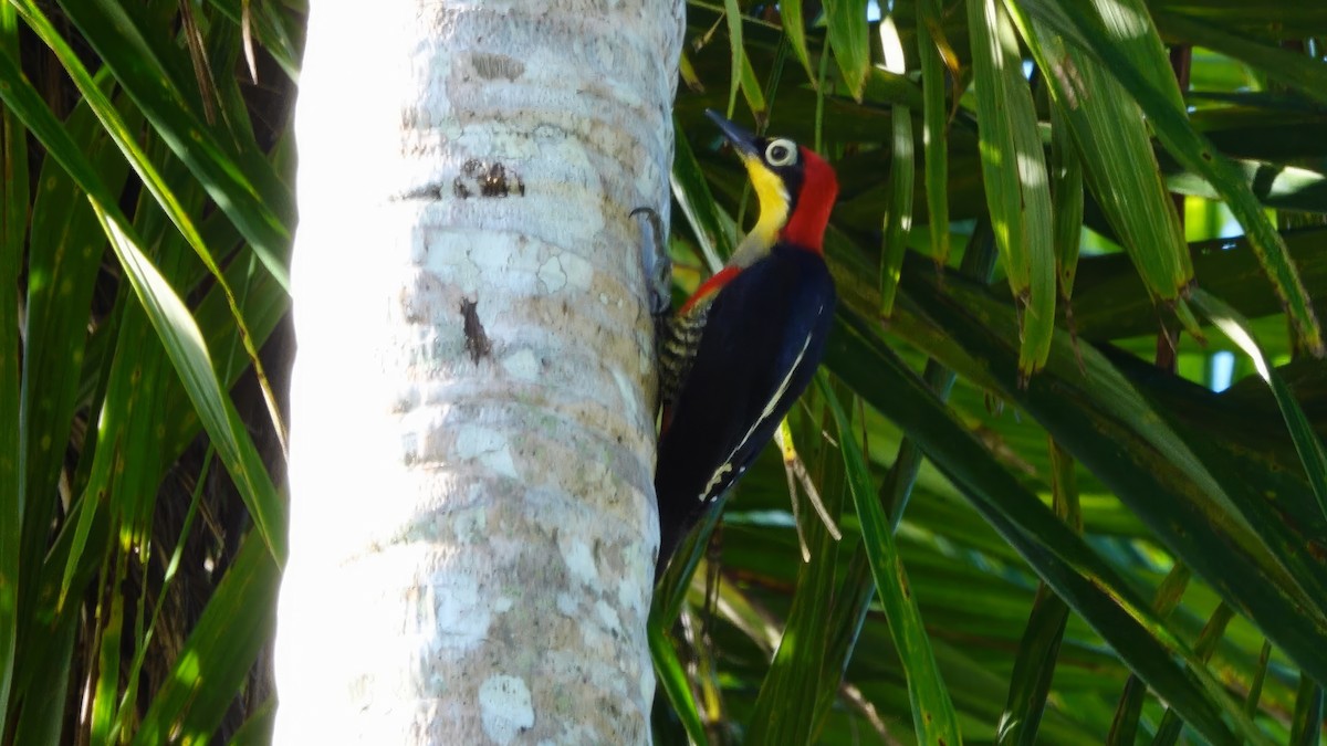 Yellow-fronted Woodpecker - ML540390811