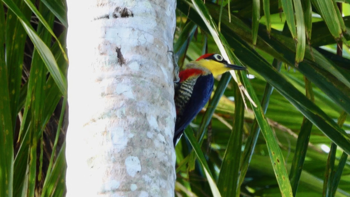 Yellow-fronted Woodpecker - ML540390821