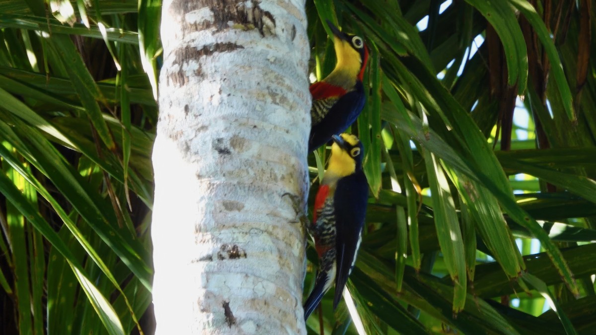 Yellow-fronted Woodpecker - ML540390841