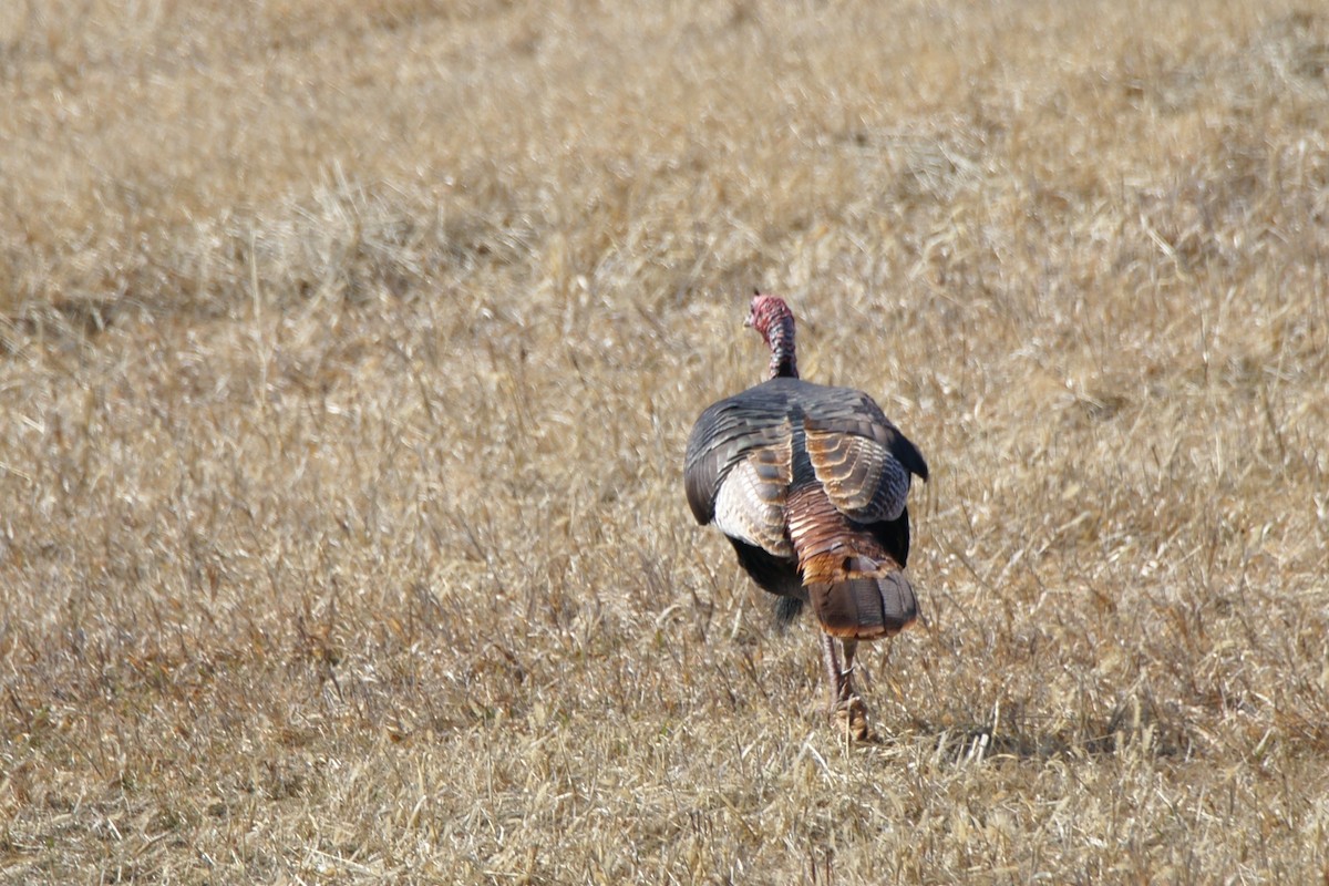 Wild Turkey - ML540391941