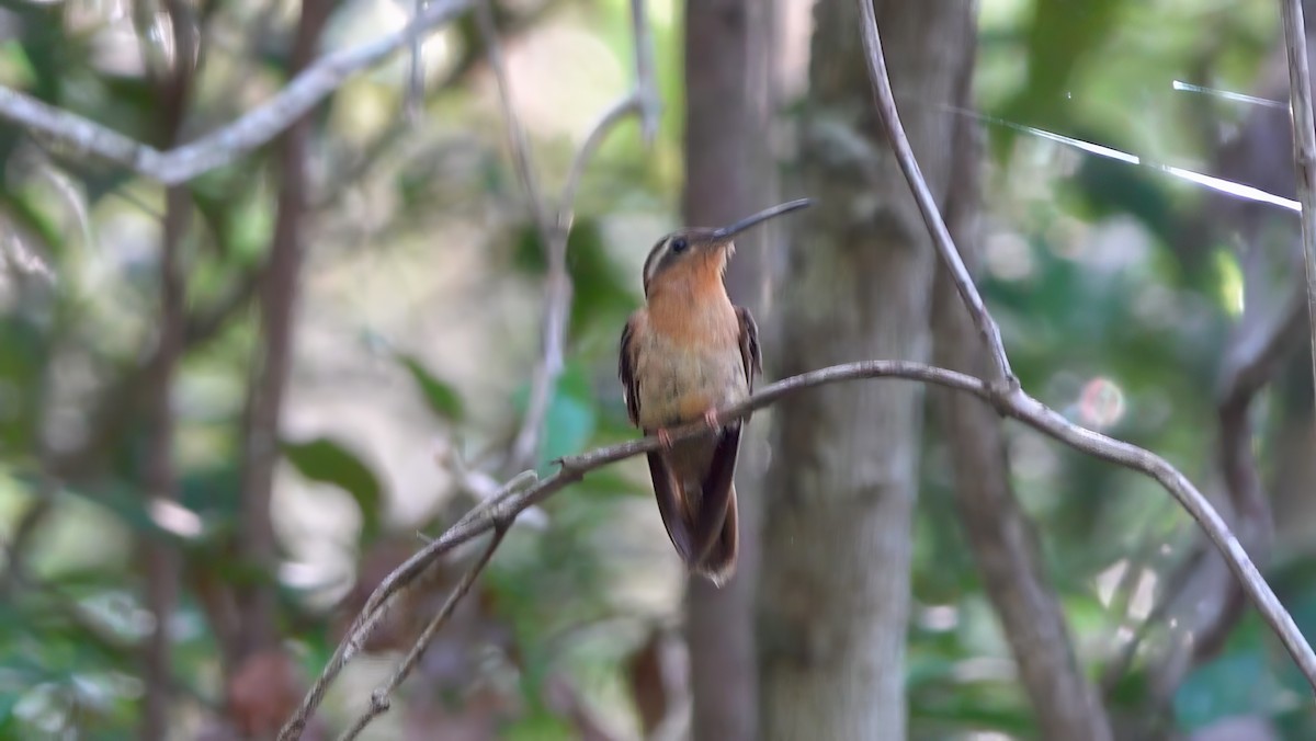 Hook-billed Hermit - ML540392581