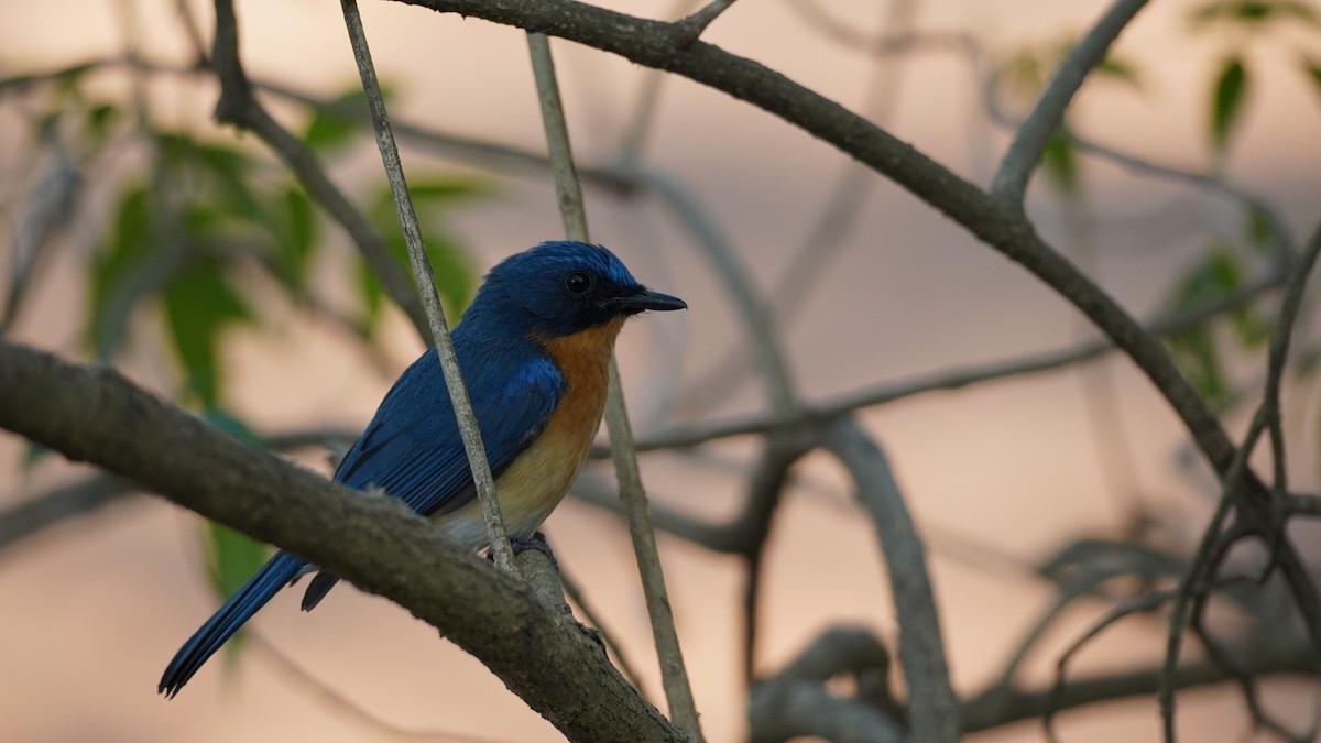 Tickell's Blue Flycatcher - Ro Kha