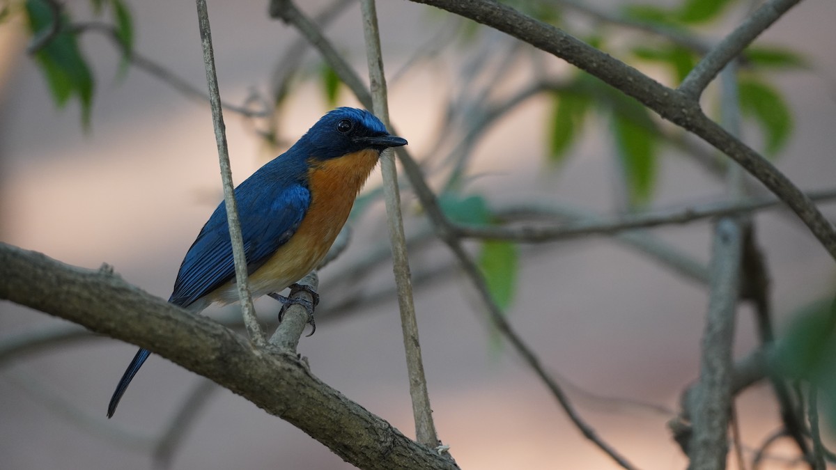 Tickell's Blue Flycatcher - Ro Kha