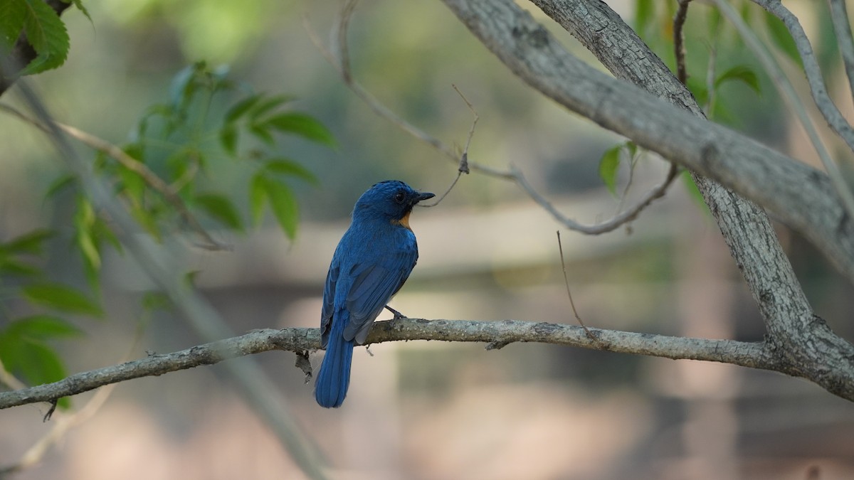 Tickell's Blue Flycatcher - ML540393981