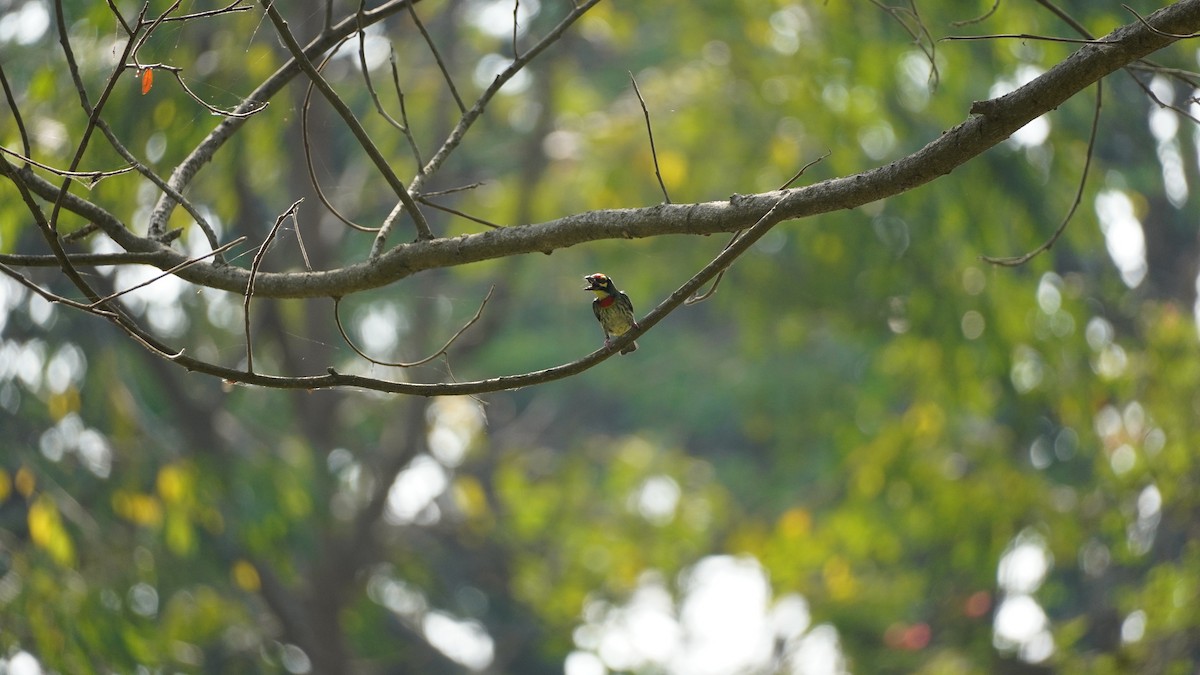 Coppersmith Barbet - ML540394301