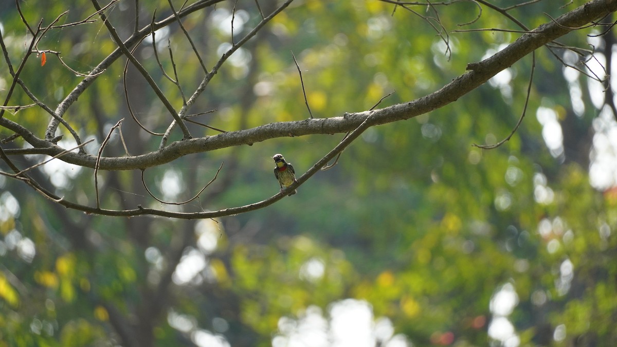 Coppersmith Barbet - ML540394311