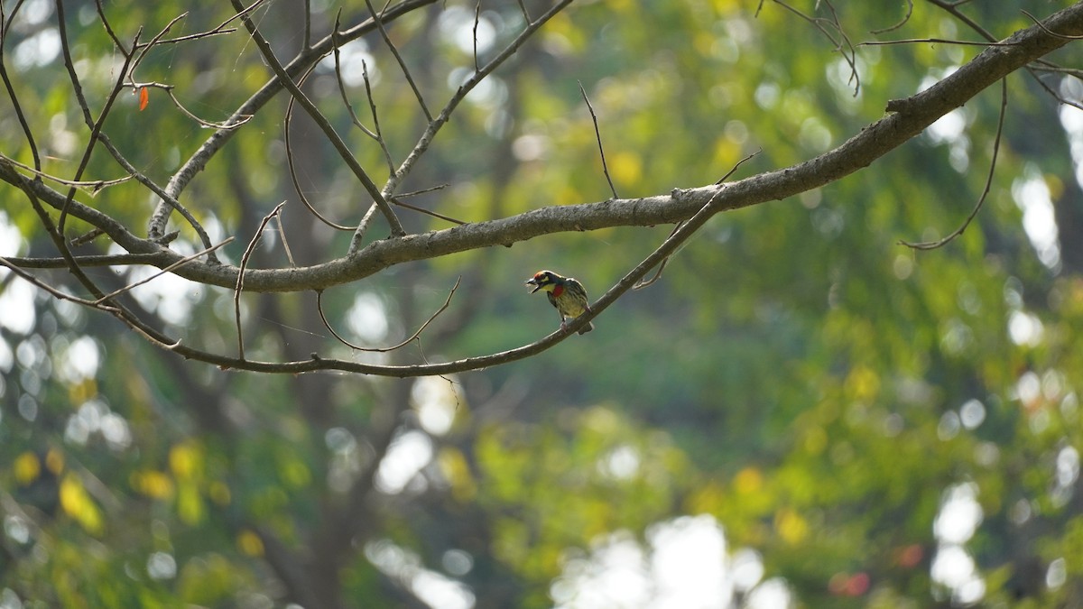 Coppersmith Barbet - ML540394321