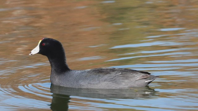 American Coot - ML540395151