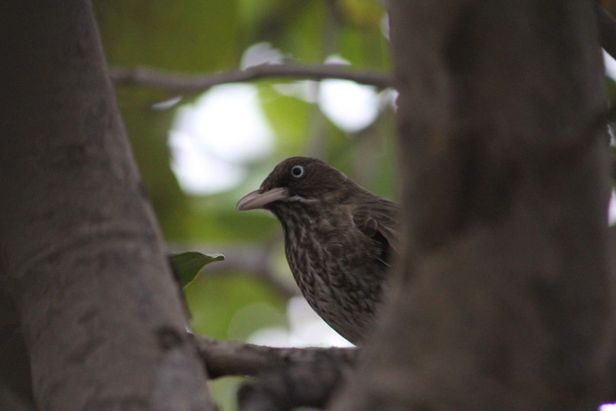 Pearly-eyed Thrasher - ML540395361