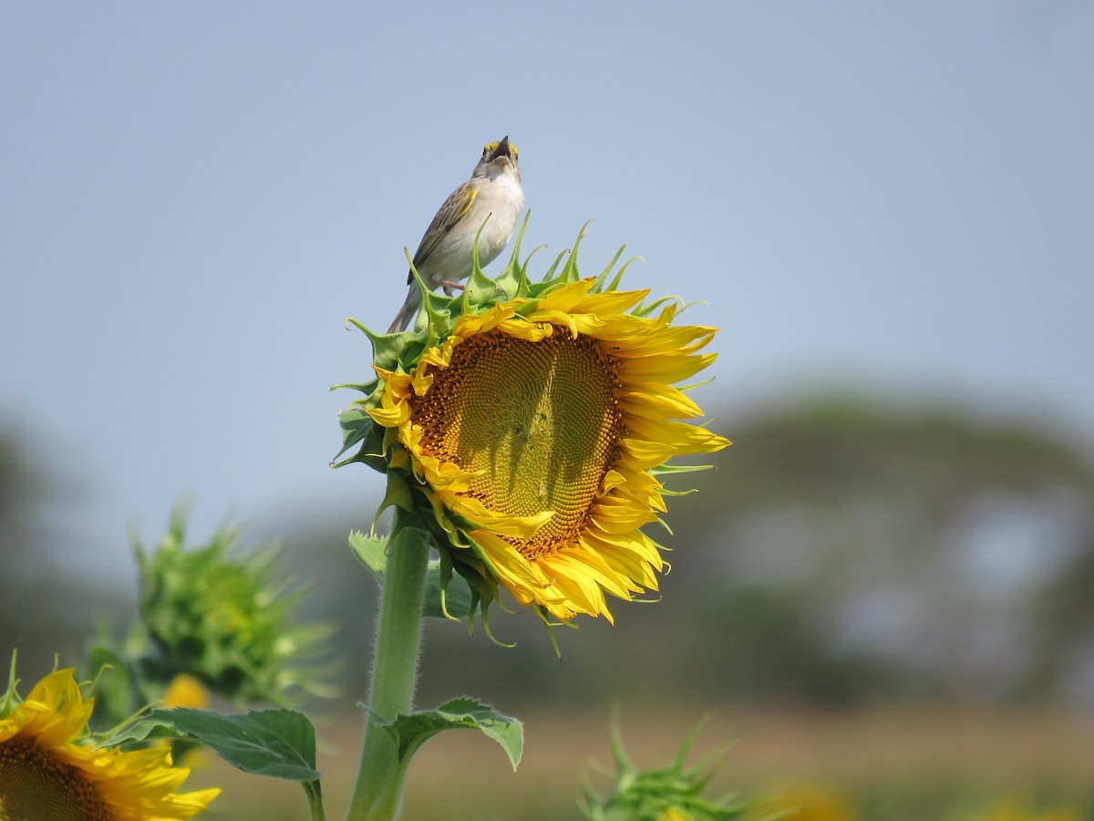 Yellow-browed Sparrow - Julián Rodríguez