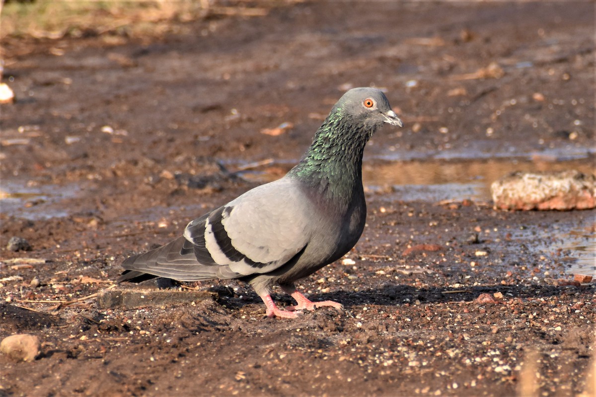 Rock Pigeon (Feral Pigeon) - ML540397841