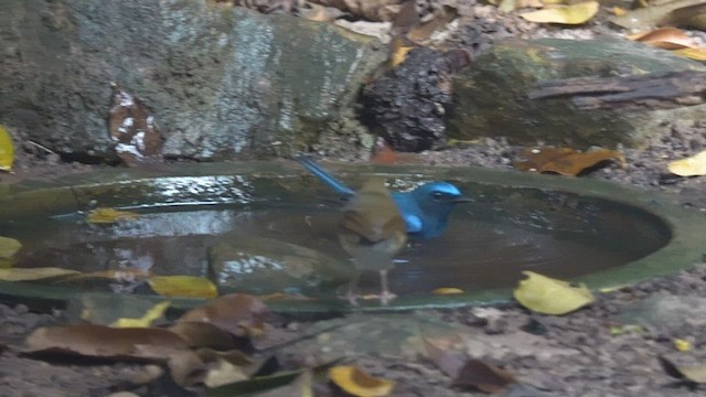 Hainan Blue Flycatcher - ML540400671