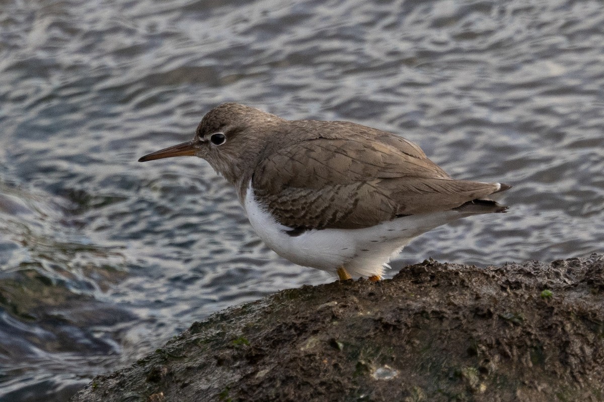 Spotted Sandpiper - Loni Ye