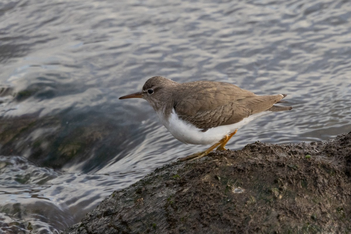 Spotted Sandpiper - Loni Ye