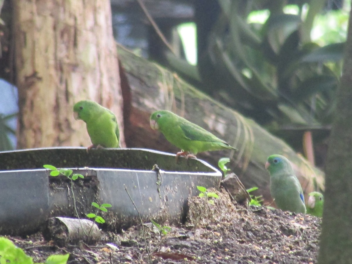 Spectacled Parrotlet - ML54040111