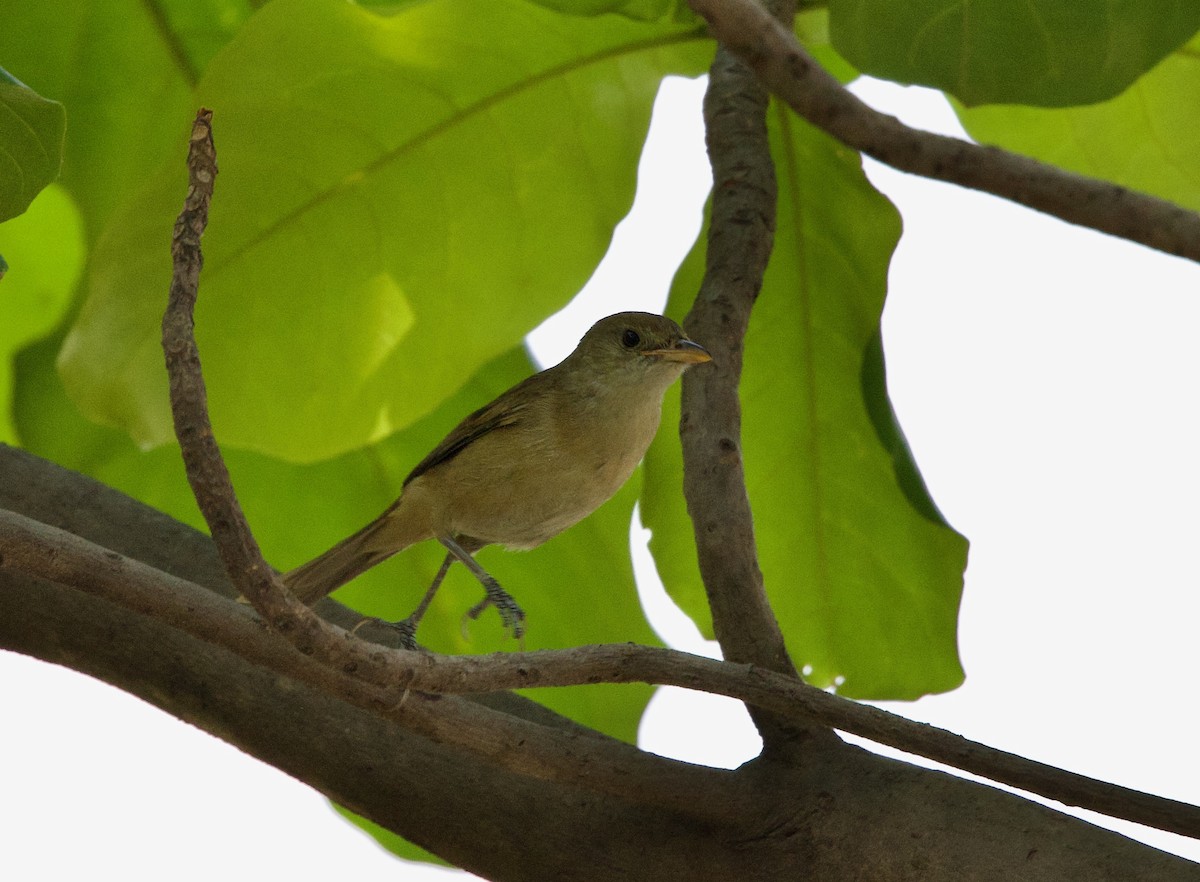 Thick-billed Warbler - ML540401641