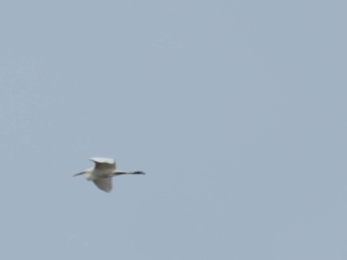 Great Egret - ML54040171