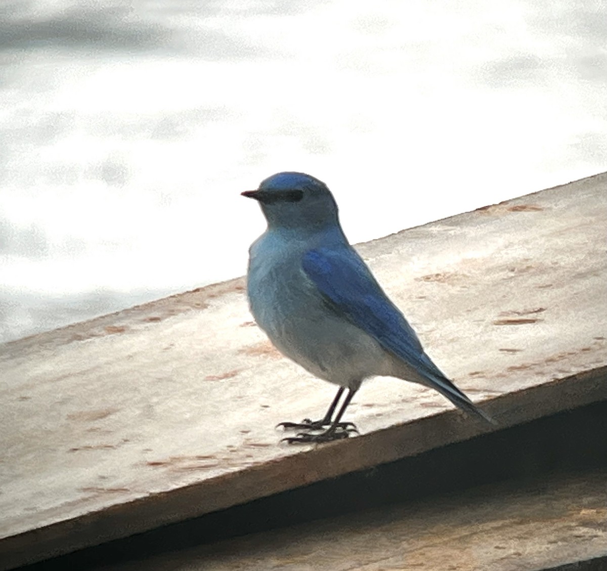 Mountain Bluebird - ML540402281