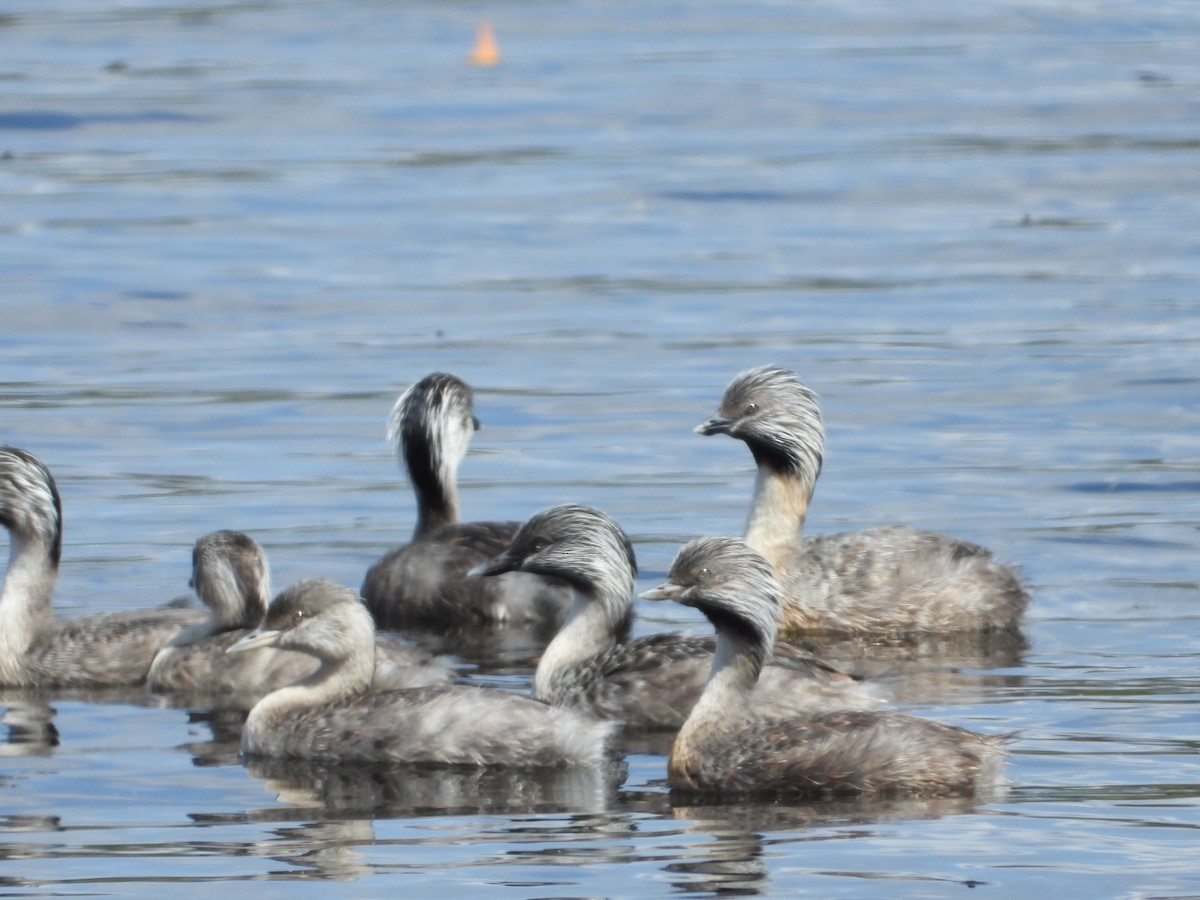 Hoary-headed Grebe - ML540402371