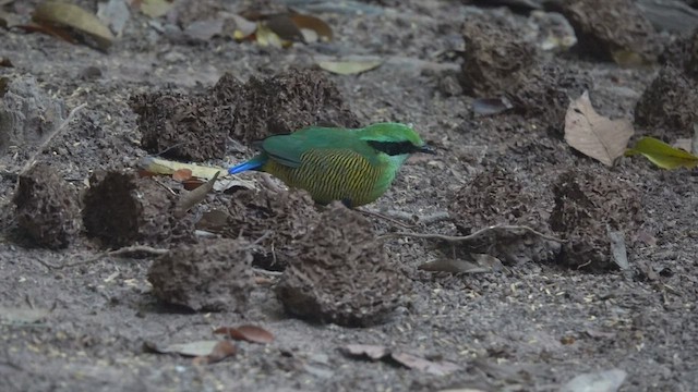 Bar-bellied Pitta - ML540403101
