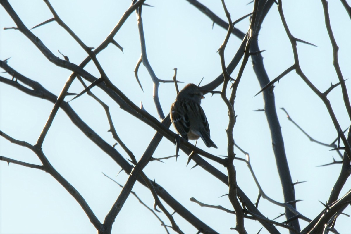 American Tree Sparrow - ML540403401