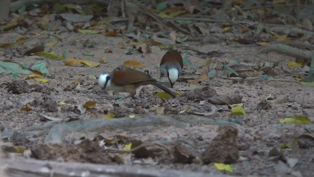 White-crested Laughingthrush - ML540403591