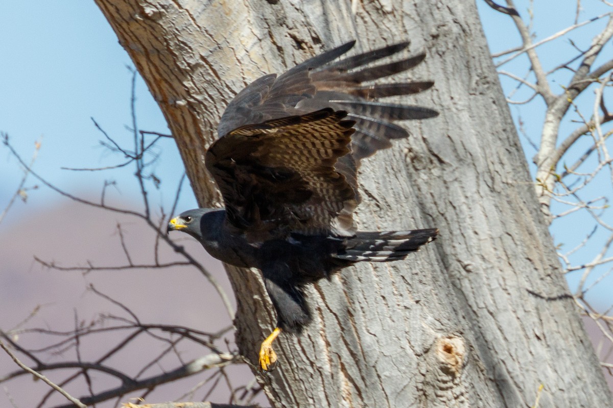 Zone-tailed Hawk - ML540404061