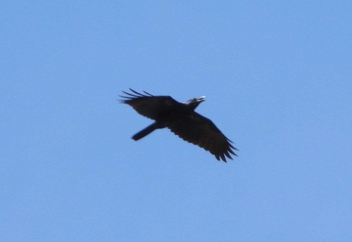 Australian Raven - ML540404091