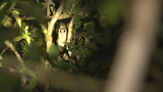 Phodile calong - ML540404591