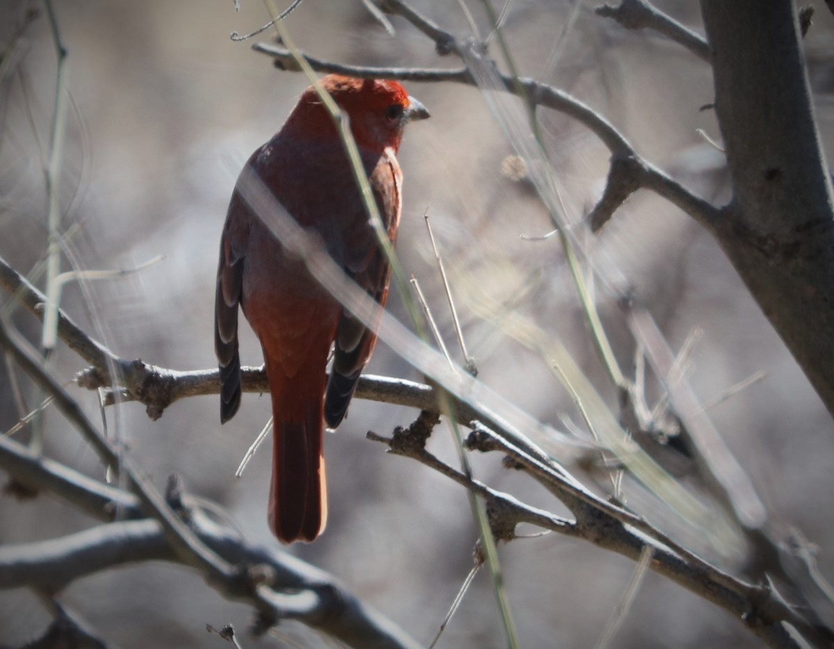 Hepatic Tanager - ML540404731